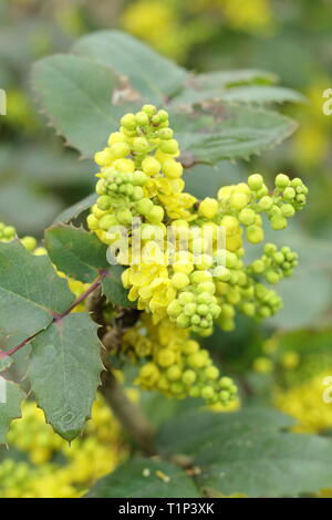 Mahonia Pinnacle grappoli di fiori in primavera, UK giardino confine. Modulo Gas Anestetici Foto Stock