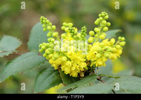 Mahonia Pinnacle grappoli di fiori in primavera, UK giardino confine. Modulo Gas Anestetici Foto Stock