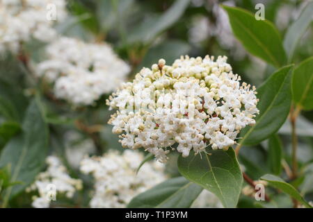 Viburnum tinus 'Bianco francese'. Grappoli di fiori su wiinter fioritura Viburnum 'Bianco francese' Februar'y, UK. Modulo Gas Anestetici Foto Stock