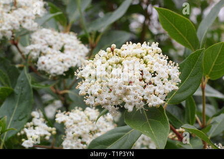 Viburnum tinus 'Bianco francese'. Grappoli di fiori su wiinter fioritura Viburnum 'Bianco francese' Februar'y, UK. Modulo Gas Anestetici Foto Stock