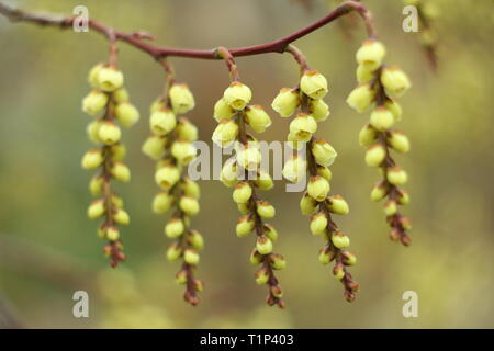 Stachyurus praecox. Rigidamente spioventi racemi di stachyurus precoce fioritura in primavera, UK. Chiamato anche Spiketail. Modulo Gas Anestetici Foto Stock