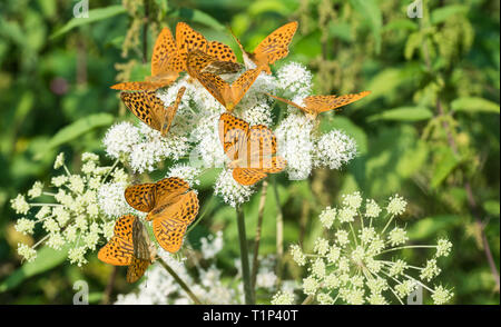 Argento-lavato fritillaries gruppo. Argynnis paphia. Massa di fiori di sambuco. Aaegopodium podagraria. Gregge di alimentazione arancione farfalle. Ornato ali aperte. Foto Stock