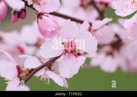 Prunus " Ingrid'. Fioriture di il piccolo mandorlo, Prunus persicoides " Ingrid' all'inizio della primavera, REGNO UNITO Foto Stock