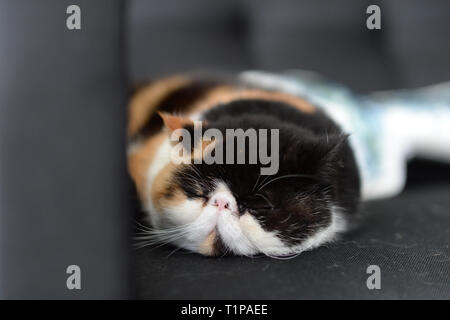 Soffie il gatto persiano esotico, sta avendo un pisolino di pomeriggio nel suo letto Foto Stock