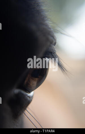 Per andare a cavallo. Solo a me, il mio cavallo e il mio cane. Questo è il modo in cui mi piace per sfuggire da tutto il mondo. Niente come una corsa da dimenticare Foto Stock