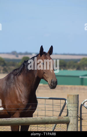 Per andare a cavallo. Solo a me, il mio cavallo e il mio cane. Questo è il modo in cui mi piace per sfuggire da tutto il mondo. Niente come una corsa da dimenticare Foto Stock