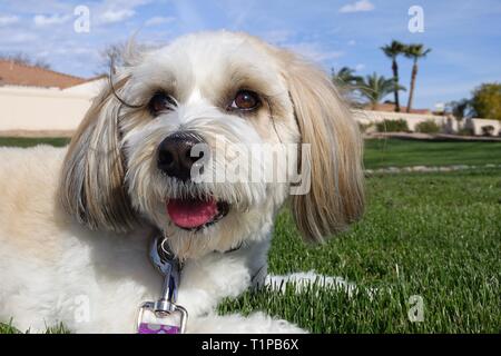 Un cane stabilisce su un letto di erba sul terreno. Foto Stock