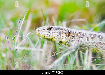 Un giardino lizard nasconde in erba verde Foto Stock