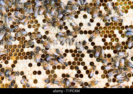 Le api di lavoro su honeycomb. Una chiusura Foto Stock