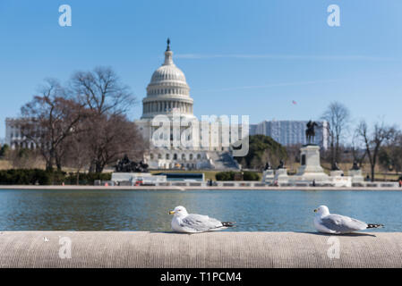 California i gabbiani che si affaccia sul fronte ovest o facciata di Stati Uniti Campidoglio di Washington DC, Stati Uniti d'America Foto Stock