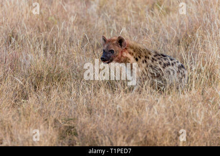 Un singolo adulto spotted iena, pancia piena dopo aver mangiato, passeggiate nella prateria aperta, Lewa deserto Lewa Conservancy, Kenya, Africa Foto Stock