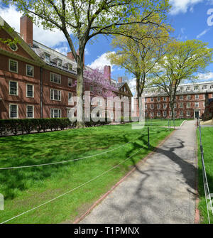 Vista della molla delle matricole dormitori in Harvard University Vecchio Cantiere. Erba verde, alberi fioriti, cielo blu Foto Stock