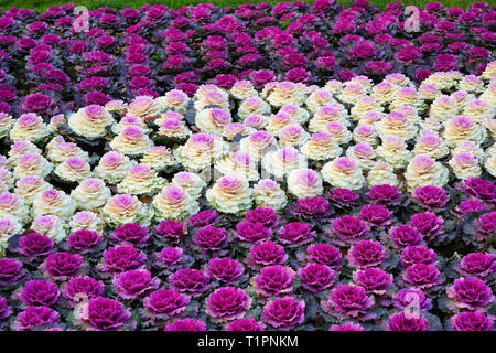 Letto di teste decorativo di viola e verde ornamentale fiori di cavolo in autunno Foto Stock