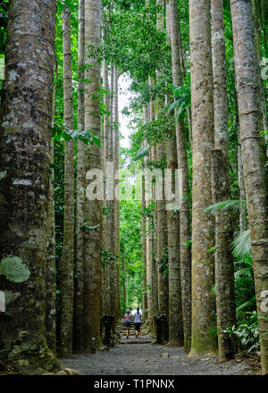 Parco Paronella, Innisfail Japoon Road, Mena Creek QLD, Australia Foto Stock