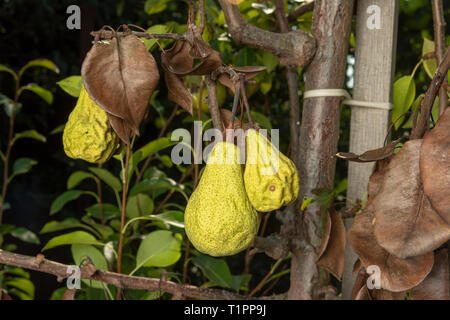 Pear Tree colpiti dalla malattia fungina. Close-up di giallo malato а marcio frutto Foto Stock