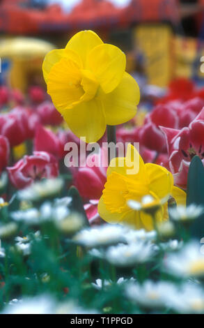 LETTO DA GIARDINO DI NARCISO (NARCISSUS) COLTIVAZIONE DI AMONGS TULIPANI (TULIPA) Foto Stock