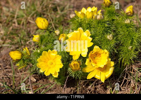Adonis vernalis, fagiano occhio di fiori gialli in primavera Foto Stock