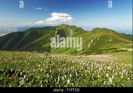 Montagna Verde con fiori di prato - Mala Fatra Foto Stock
