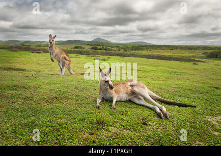 Grigio orientale canguri su un prato presso la costa del Pacifico. Foto Stock
