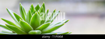 Banner con Echeveria verde di fronte a una finestra Foto Stock