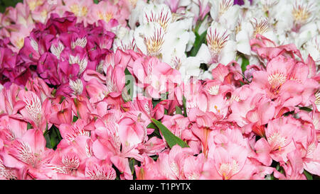 Alstroemeria è multicolore di rosa-rosso e macchie. Sfondo di fiori. Foto Stock