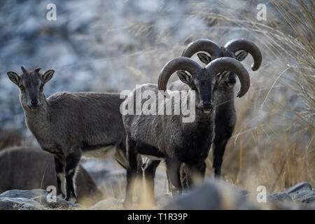 Pechino, Cina. 27 Mar, 2019. Il blu di pecore pascolano in montagna Helan del nord-ovest della Cina di Ningxia Hui Regione autonoma, Marzo 27, 2019. Pecora blu sono a livello nazionale delle specie protette e una specie di fauna selvatica minacciate di estinzione in Cina. Credito: Feng Kaihua/Xinhua/Alamy Live News Foto Stock