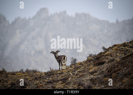Pechino, Cina. 27 Mar, 2019. Una pecora blu guarda indietro nel Helan Montagna di nord-ovest della Cina di Ningxia Hui Regione autonoma, Marzo 27, 2019. Pecora blu sono a livello nazionale delle specie protette e una specie di fauna selvatica minacciate di estinzione in Cina. Credito: Feng Kaihua/Xinhua/Alamy Live News Foto Stock
