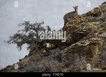 Yinchuan, Helan Mountain Riserva Naturale Nazionale nel nord-ovest della Cina di Ningxia Hui Regione autonoma. 27 Mar, 2019. Bharal, chiamato anche l'Himalayan pecora blu, ricerca di cibo in montagna Helan Riserva Naturale Nazionale nel nord-ovest della Cina di Ningxia Hui Regione autonoma, Marzo 27, 2019. Il numero di bharal ha raggiunto oltre 40.000 sulla montagna Helan dopo anni di rinnovamento dell'ambiente. Credito: Feng Kaihua/Xinhua/Alamy Live News Foto Stock