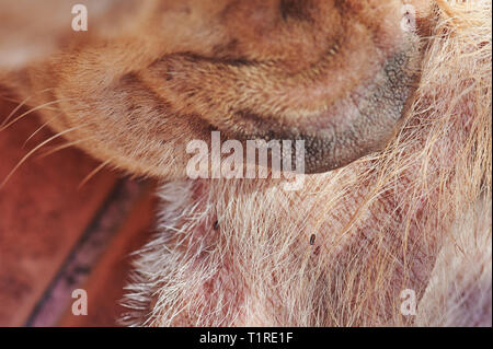 Morso di cane flea su fur vista ravvicinata. Parassita animale tema Foto Stock