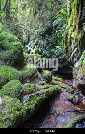 Il mondo perduto slot canyon lungo la parte inferiore del fiume Franklin Foto Stock