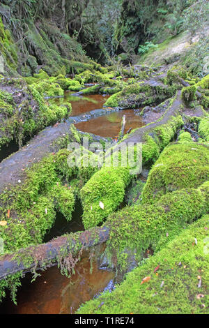 Il mondo perduto slot canyon lungo la parte inferiore del fiume Franklin Foto Stock