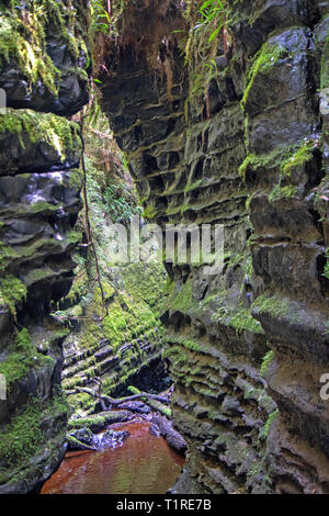 Il mondo perduto slot canyon lungo la parte inferiore del fiume Franklin Foto Stock