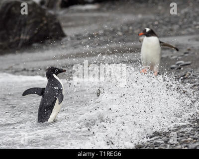 Adelie penguin (Pygoscelis adeliae), voce dal mare, Shingle Cove, Incoronazione isola, a sud delle Isole Orkney, Antartide Foto Stock