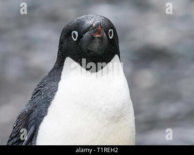 Adélie penguin (Pygoscelis adeliae), ritratto, Shingle Cove, Incoronazione isola, a sud delle Isole Orkney, Antartide Foto Stock