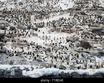 Adelie penguin (Pygoscelis adeliae) colonia, Heroi-na isola, isole di pericolo, Mare di Weddell, Antartide Foto Stock