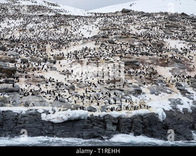 Adelie penguin (Pygoscelis adeliae) colonia, Heroi-na isola, isole di pericolo, Mare di Weddell, Antartide Foto Stock