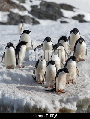 Adelie Pinguini (Pygoscelis adeliae), Dundee Isola, Antartico Suono, Antartide Foto Stock