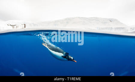 Pinguino Gentoo (Pygoscelis papua) la metà superiore e la metà inferiore di acqua, Lindblad Cove, Trinità Penisola Antartica Foto Stock