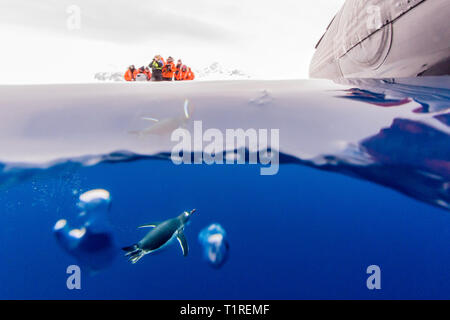 Pinguino Gentoo (Pygoscelis papua) subacquea e turisti sopra, Lindblad Cove, Trinità Penisola Antartica Foto Stock