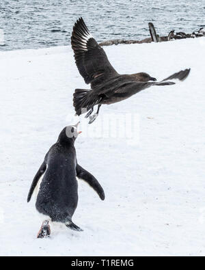 Pinguino Gentoo (Pygoscelis papua) inseguono a south polar skua (Stercorarius maccormicki), Port Lockroy, Antartide Foto Stock