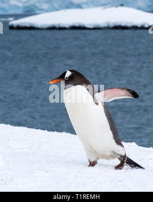 Pinguino Gentoo (Pygoscelis papua), Port Lockroy, Antartide Foto Stock