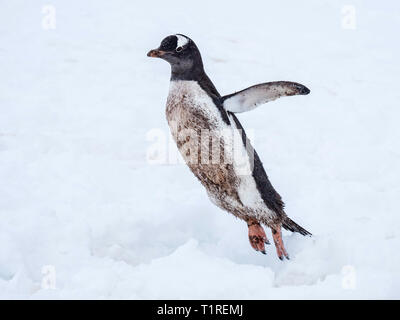 Dirty birdy, pinguino Gentoo (Pygoscelis papua) saltando attraverso il ghiaccio, Neko Harbour, Antartide Foto Stock