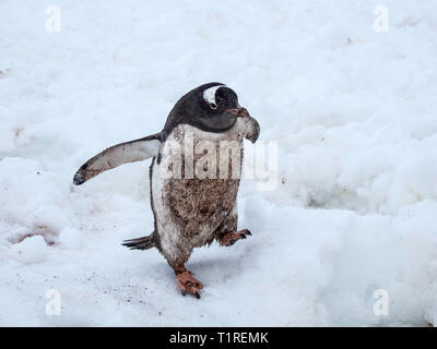 Dirty bird, pinguino papua (Pygoscelis papua), Neko Harbour, Antartide Foto Stock