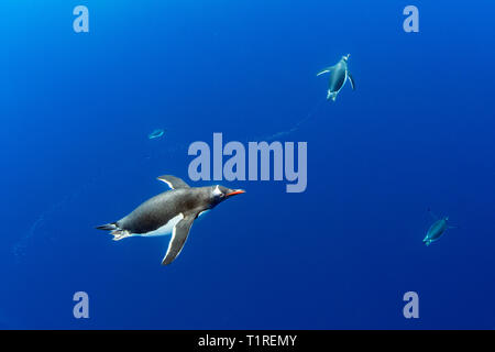 I pinguini di Gentoo (Pygoscelis papua) subacquea, Lindblad Cove, Trinità Penisola Antartica Foto Stock