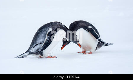 I pinguini di Gentoo (Pygoscelis papua) il corteggiamento, shore ice veloce in Wilhamena Bay, l'Antartide. Foto Stock