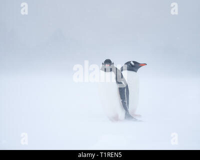 I pinguini di Gentoo (Pygoscelis papua) huddling insieme in una tempesta di neve sulla riva ice veloce in Wilhamena Bay, Antartide Foto Stock