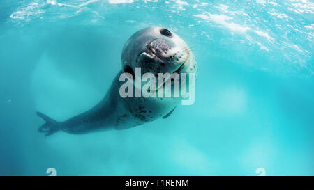 Adulto guarnizione di leopard, Hydrurga leptonyx, subacquea a Monroe isola, a sud delle Isole Orkney, Antartide. Foto Stock