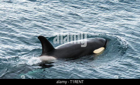 Tipo "A" orche, Orcinus orca, nel Gerlache Strait Antartide Foto Stock