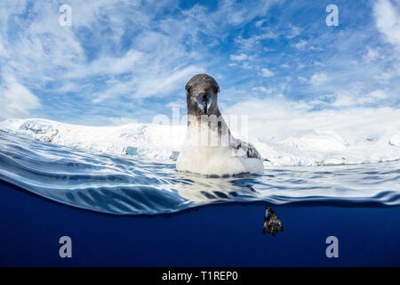 Un contatto ravvicinato e personale con un capo petrel (Daption capense) galleggia sull'acqua, Lindblad Cove, Trinità Penisola Antartica Foto Stock