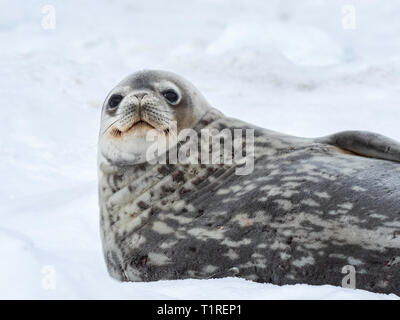 Guarnizione di Weddell (Leptonychotes weddellii), Dundee Isola, Antartico Suono, Antartide Foto Stock